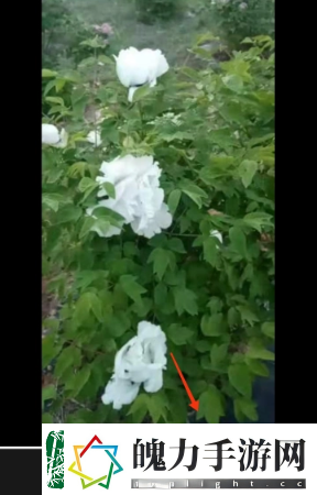 剪映已删除视频怎么找回