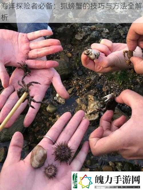 海洋探险者必备