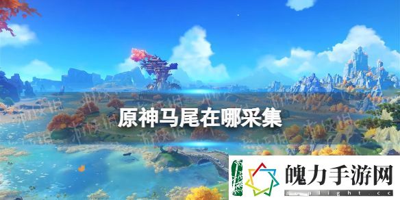 原神马尾在哪采集