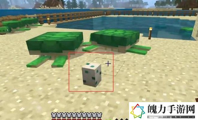 我的世界海龟吃什么