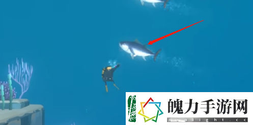 潜水员戴夫金枪鱼怎么抓