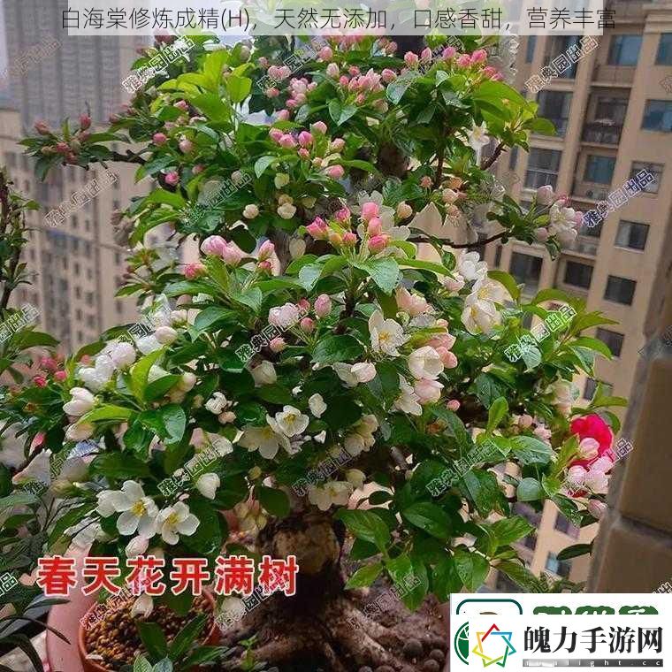 白海棠修炼成精H天然无添加口感香甜营养丰富
