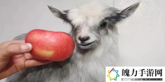 迷你世界羊吃什么