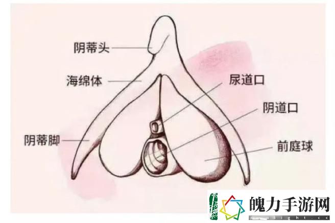大荫蒂BBBBBB大荫蒂