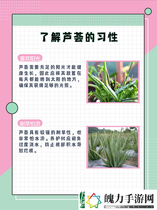 天空商人植物园究竟该如何修复