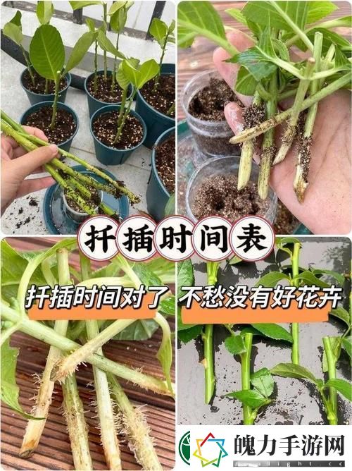 韩式72种扦插方式